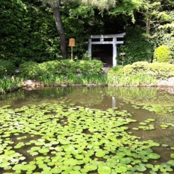 Photo of Lilypads In A Pond